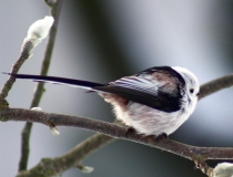 184.Mlynařík dlouhoocasý (Aegithalos caudatus)