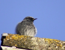 185.Rehek domácí - samec (Phoenicurus ochruros)