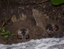 187. Mláďata výra velkého (Bubo bubo)