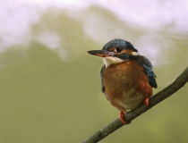 19.Ledňáček říční (Alcedo atthis)