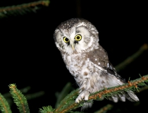 Sýc rousný (Aegolius funereus)