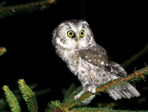 Sýc rousný (Aegolius funereus)