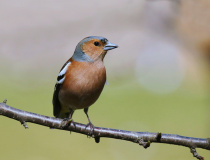 Pěnkava obecná (Fringilla coelebs)