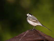 Konipas bílý (Motacilla alba)