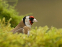 Stehlík obecný (Carduelis carduelis)