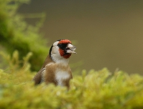 Stehlík obecný (Carduelis carduelis)
