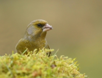 Zvonek zelený (Carduelis chloris)