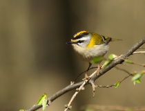 Králíček ohnivý (Regulus ignicapillus)