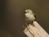 Králíček obecný (Regulus regulus)