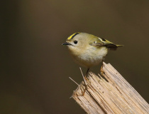 Králíček obecný (Regulus regulus)