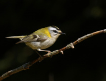 Králíček ohnivý (Regulus ignicapillus)