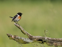 Bramborníček černohlavý (Saxicola rubicola)
