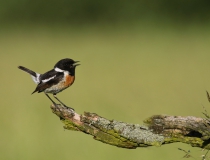 Bramborníček černohlavý (Saxicola rubicola)