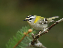 Králíček ohnivý (Regulus ignicapillus)