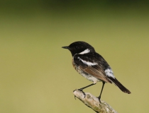 Bramborníček černohlavý (Saxicola rubicola)