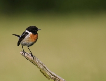 Bramborníček černohlavý (Saxicola rubicola)