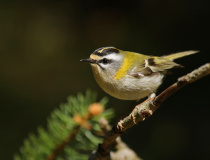 Králíček ohnivý (Regulus ignicapillus)