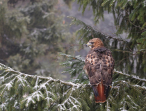 Káně rudoocasá (Buteo jamaicensis)