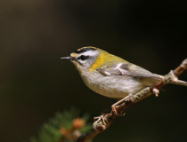 Králíček ohnivý (Regulus ignicapillus)