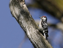 Strakapoud malý (Dryobates minor)