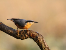 Brhlík lesní (Sitta europaea)