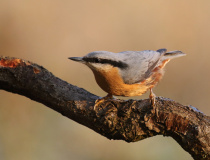 Brhlík lesní (Sitta europaea)