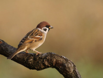 Vrabec polní (Passer montanus)