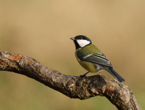 Sýkora koňadra (Parus major)