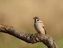 Vrabec polní (Passer montanus)