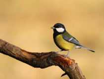 Sýkora koňadra (Parus major)
