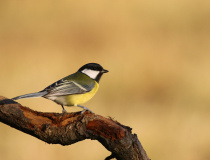 Sýkora koňadra (Parus major)