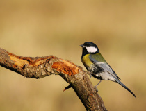 Sýkora koňadra (Parus major)