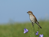 Samice ťuhýka obecného (Lanius collurio)