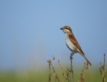 Samice ťuhýka obecného (Lanius collurio)