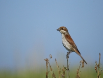 Samice ťuhýka obecného (Lanius collurio)