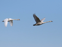Labutě velké (Cygnus olor)