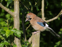 Sojka obecná (Garrulus glandarius)