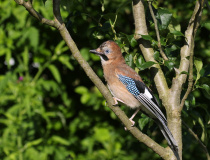 Sojka obecná (Garrulus glandarius)