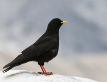 Kavče žlutozobé (Pyrrhocorax graculus)