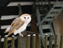 Sova pálená (Tyto alba)