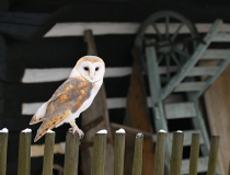 Sova pálená (Tyto alba)