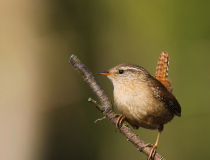 Střízlík obecný (Troglodytes troglodytes)