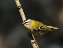 Králíček ohnivý (Regulus ignicapillus)