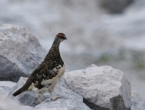Bělokur horský (Lagopus mutus)