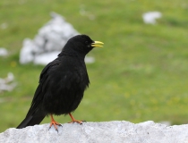 Kavče žlutozobé (Pyrrhocorax graculus)