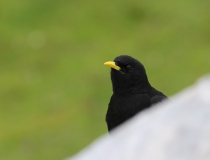 Kavče žlutozobé (Pyrrhocorax graculus)