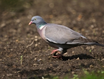 Holub hřivnáč (Columba palumbus)