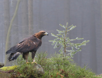 Orel skalní (Aquila chrysaetos)