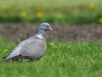 Holub hřivnáč (Columba palumbus)