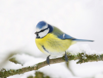 Sýkora modřinka (Cyanistes caeruleus)